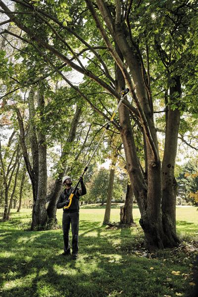 Uma pessoa usando uma serra de haste DEWALT para podar galhos altos em uma árvore, em pé ao ar livre em uma área gramada cercada por árvores.